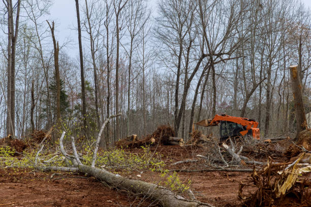 Best Root Management and Removal  in Clinton, MD