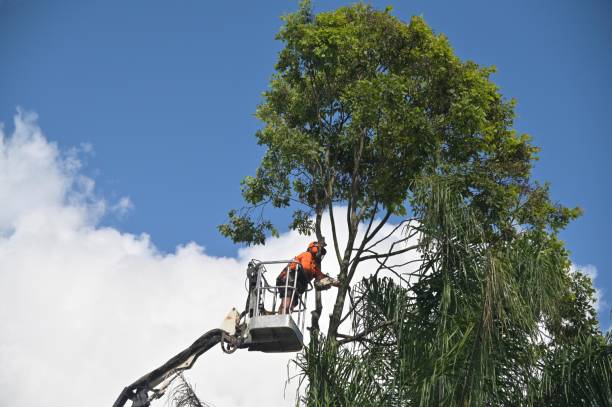 Best Tree Risk Assessment  in Clinton, MD