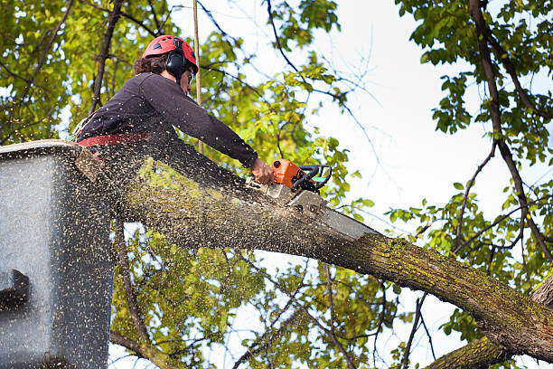 Best Seasonal Cleanup (Spring/Fall)  in Clinton, MD