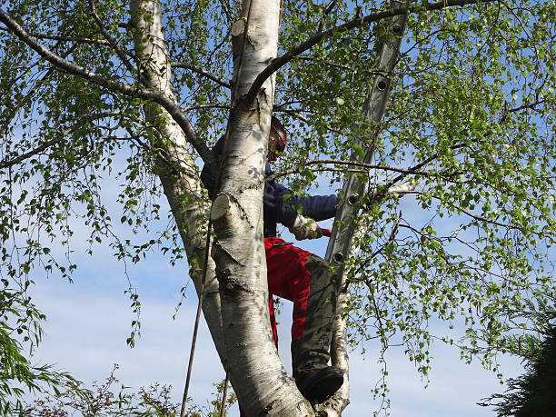 Mulching Services in Clinton, MD