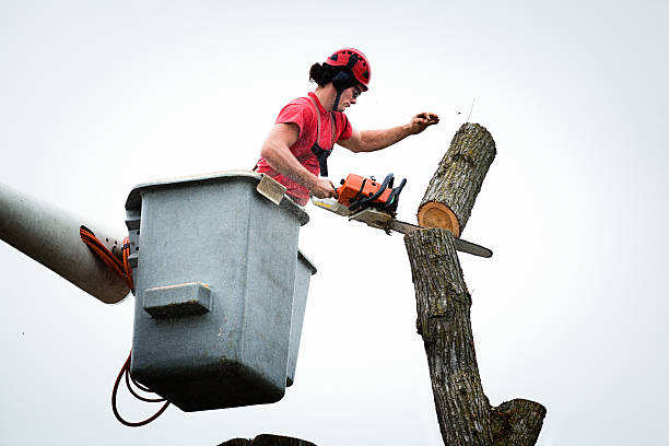 Best Tree Maintenance Programs  in Clinton, MD